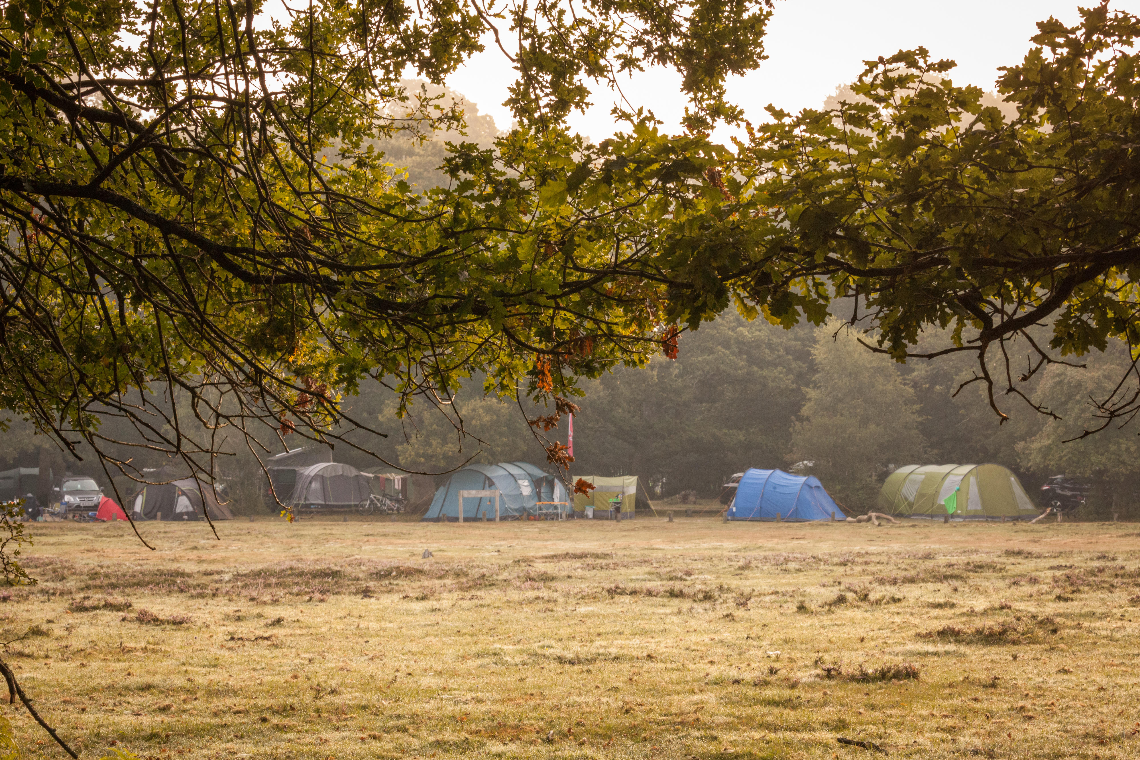 New rules to prevent popup campsites across New Forest